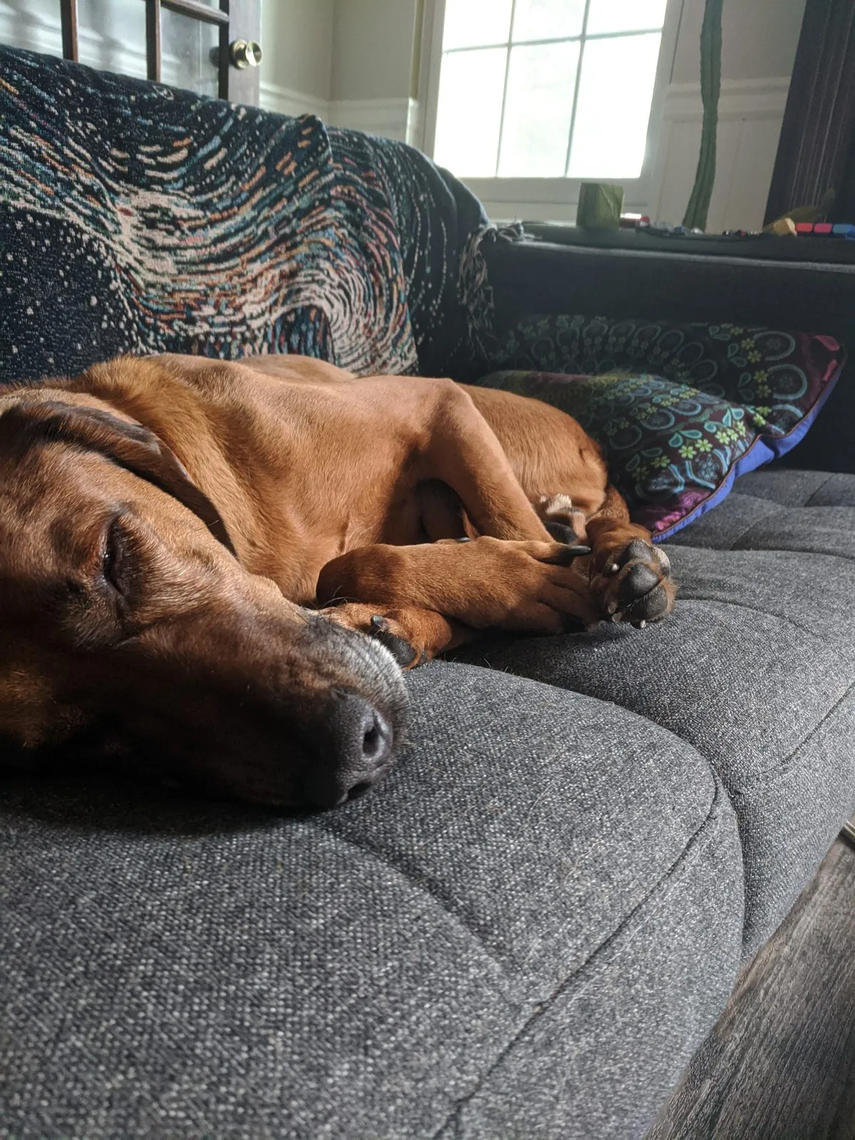 Mr. Red, a red-coated hound, asleep on a gray couch with his chin resting on the cushion and his paws tucked together.